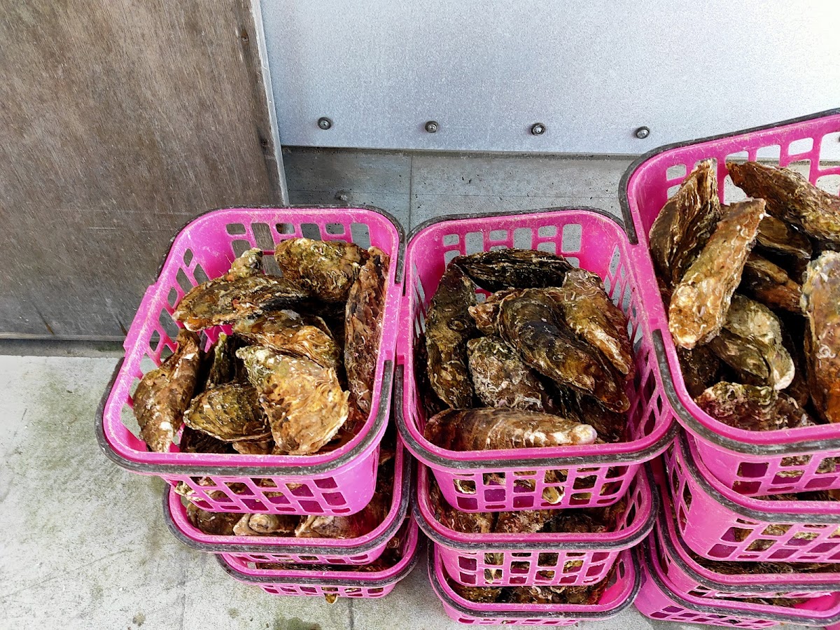 karakuwa-banya-oyster-hut/25383-albums-6.jpg