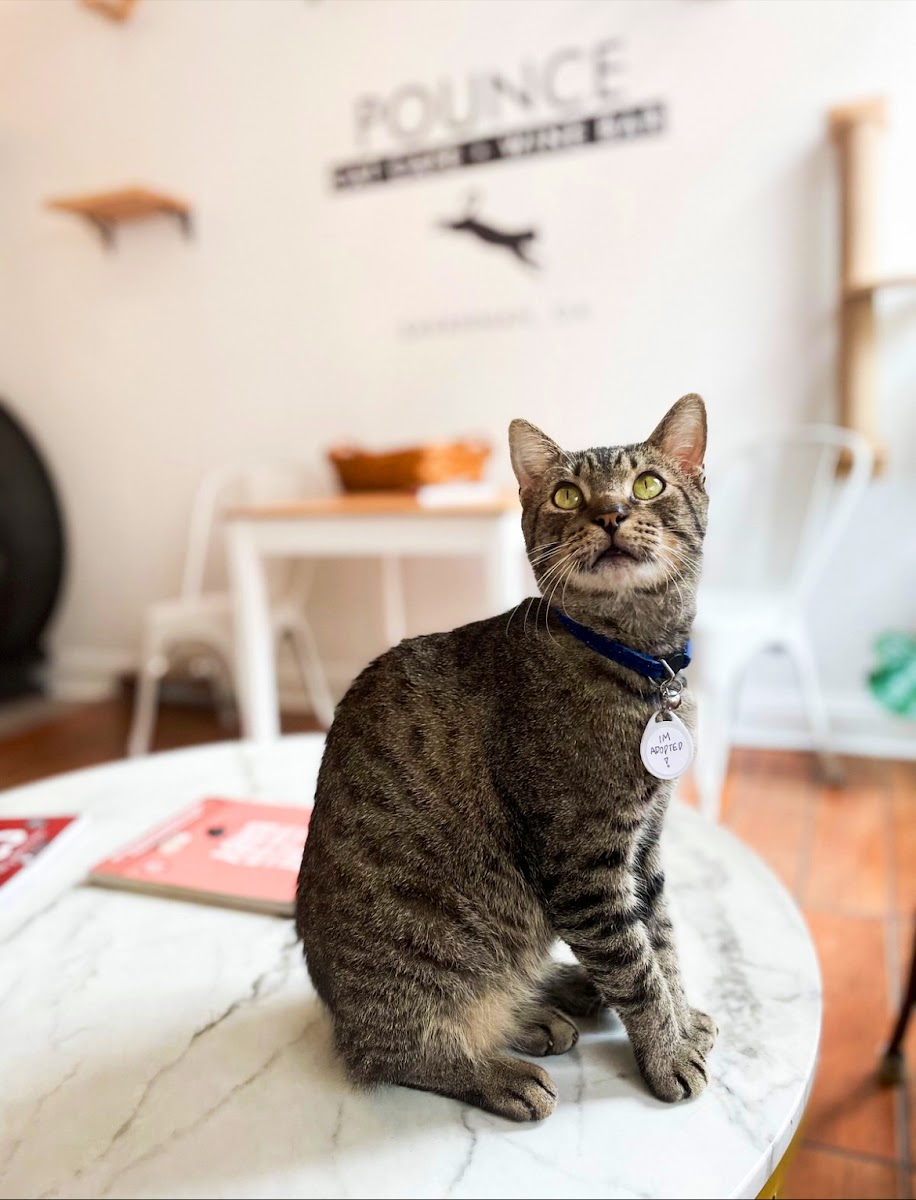 pounce-cat-cafe/35998-albums-3.jpg