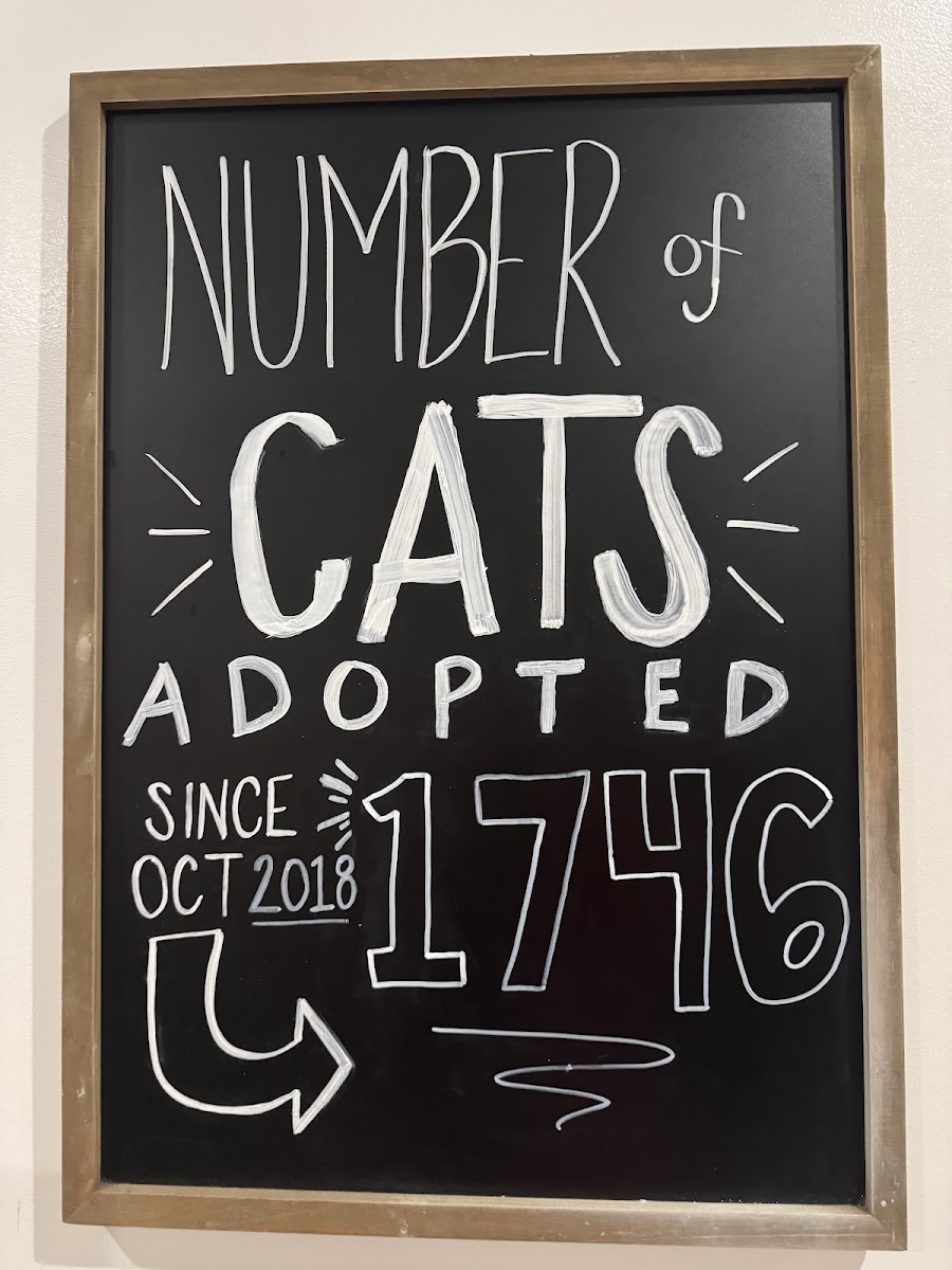 pounce-cat-cafe/35998-albums-4.jpg