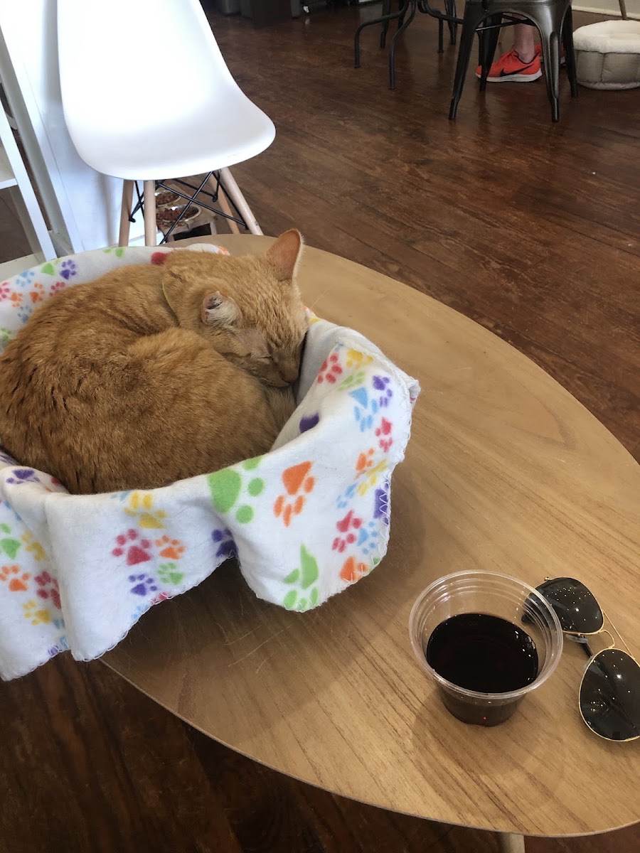 pounce-cat-cafe/35998-albums-6.jpg
